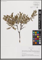 Foto von Salix L.